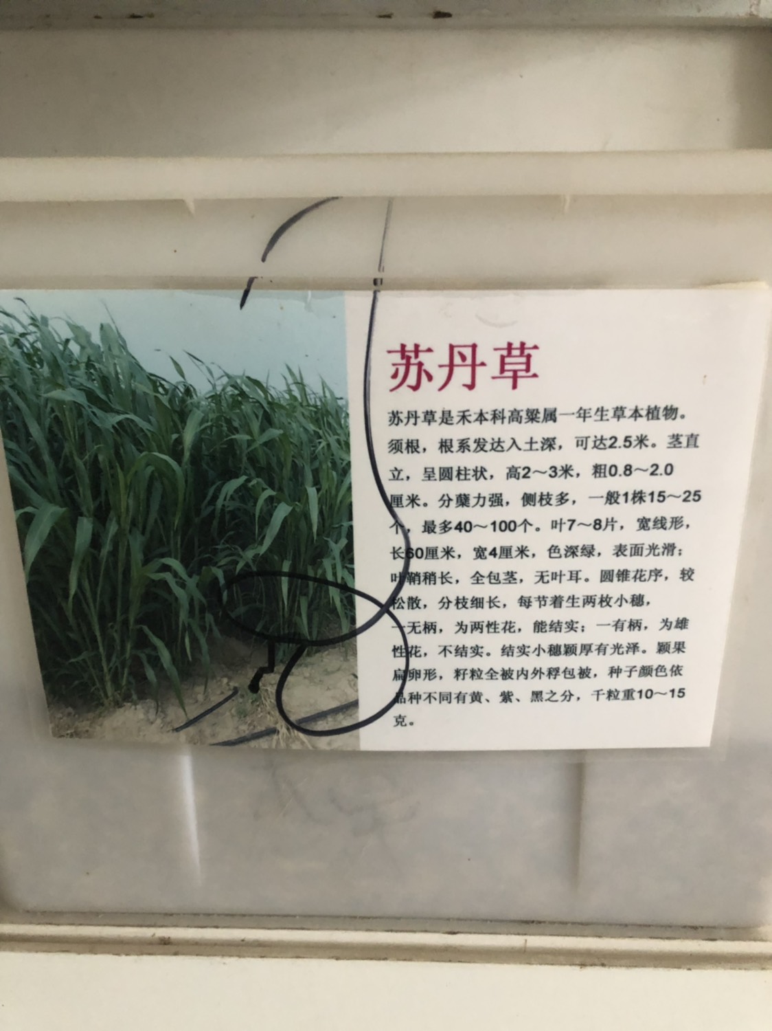 沭阳县苏丹草籽