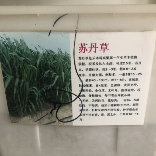 沭阳县苏丹草籽