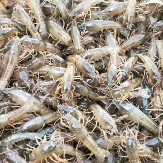 沭阳县龙虾苗 