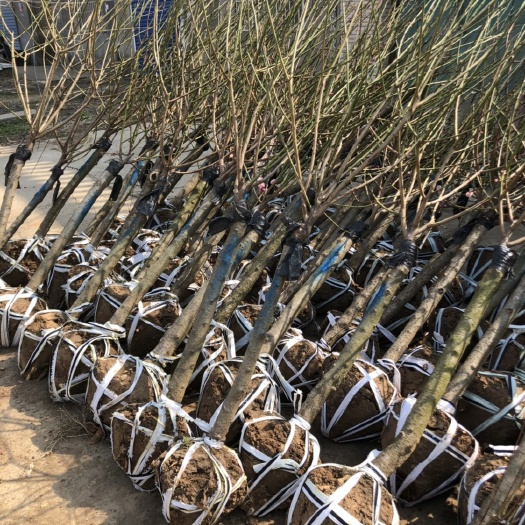 沭阳县红梅