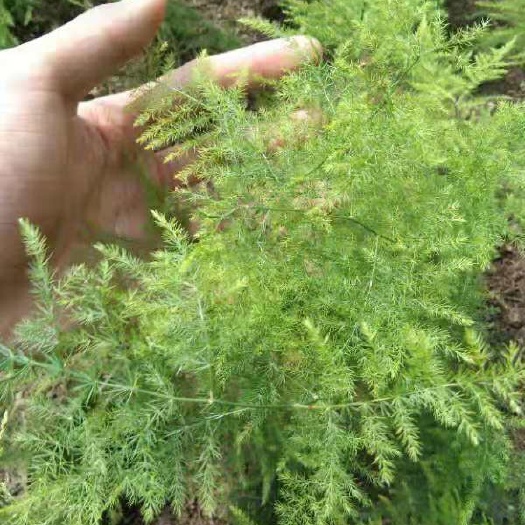 平邑县文竹 