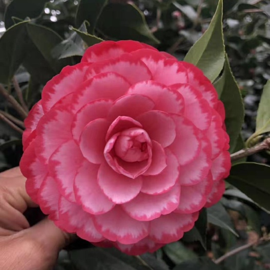 漳平市锦上添花 10~20cm 