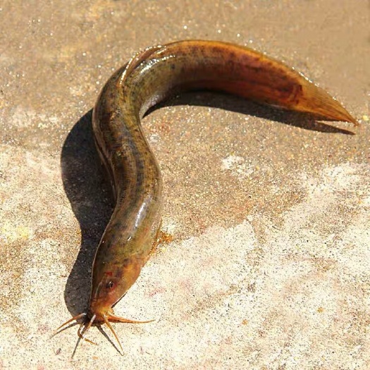 博罗县 黄鳝鱼苗 黄鳝苗