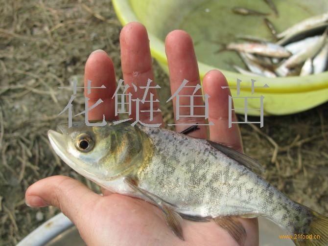 三台县花鲢苗 