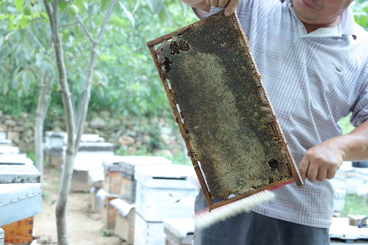 巢蜜  2年以上 盒装  老蜂巢蜜鼻炎咽炎克星