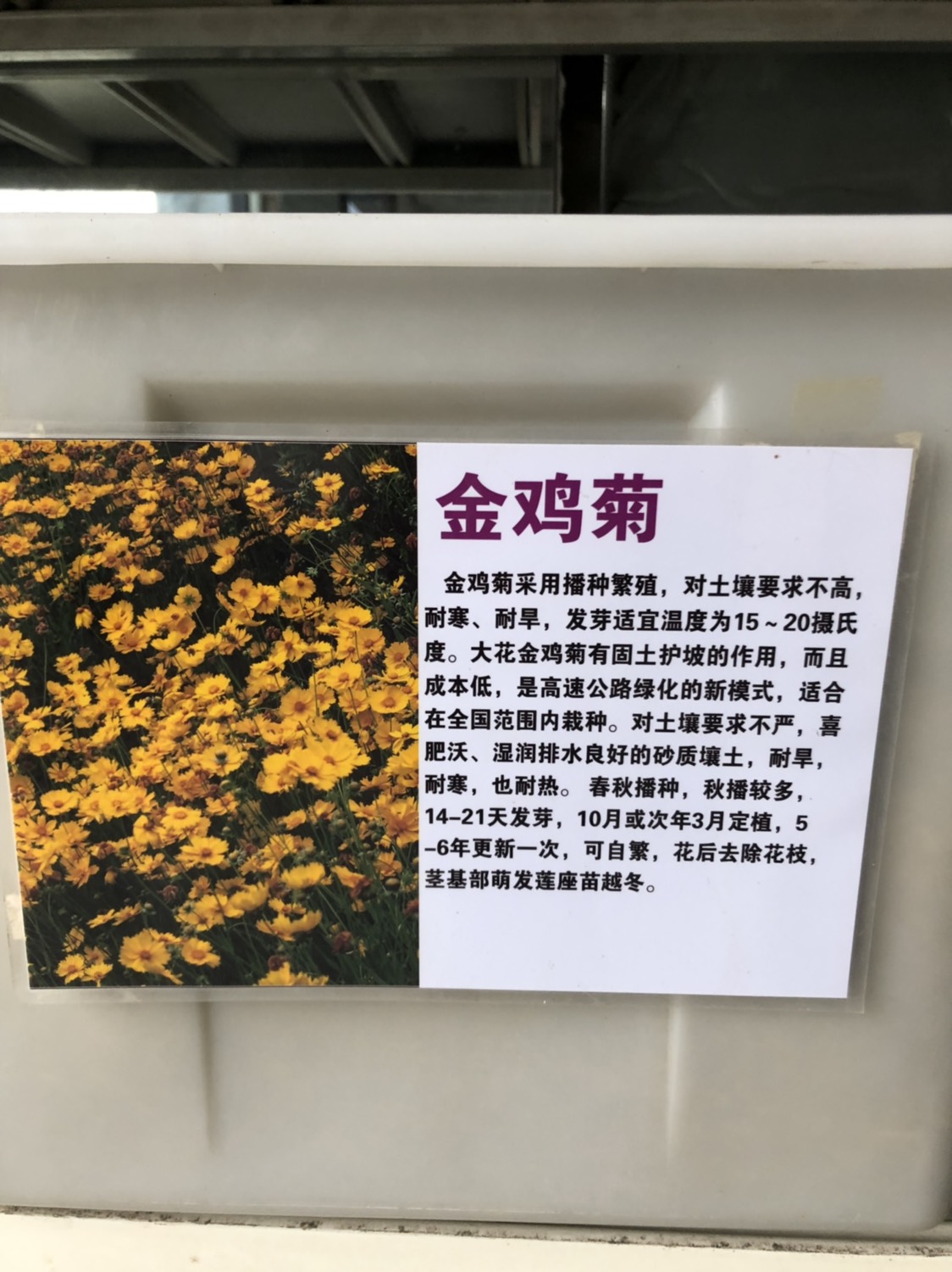 沭阳县金鸡菊种子 ≥95%