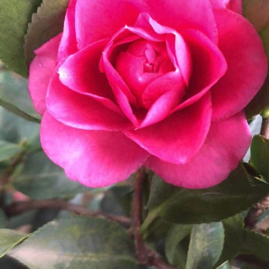 漳平市茶梅 20~30cm 