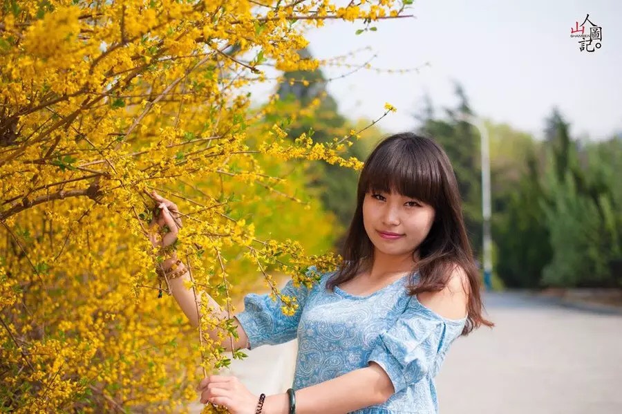 庭院绿化苗木攀缘花卉连翘花连翘苗东北连翘黄花条黄金条树苗