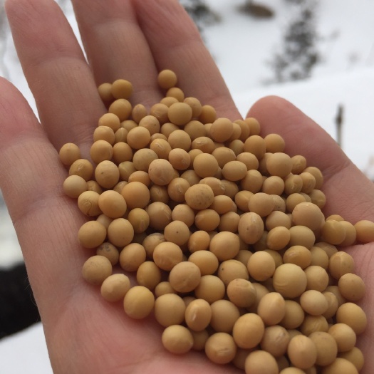 萝北县芽豆690 生大豆 1等品 