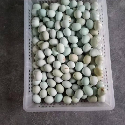 惠东县绿壳鸡蛋 简包装 食用 