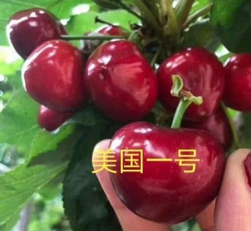 泰安美国一号樱桃苗 