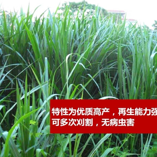 郓城县狼尾草种子 10送1,保发芽率，送种植说明