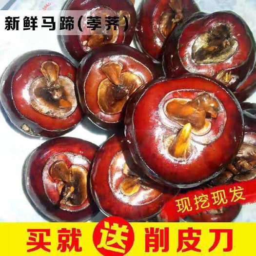 屏边县 精品马蹄莲