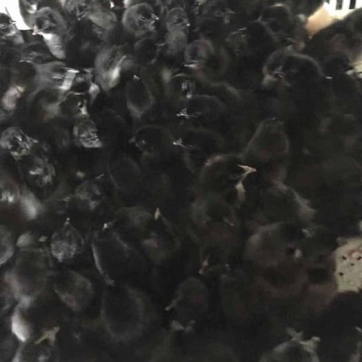 广州绿壳蛋鸡苗 