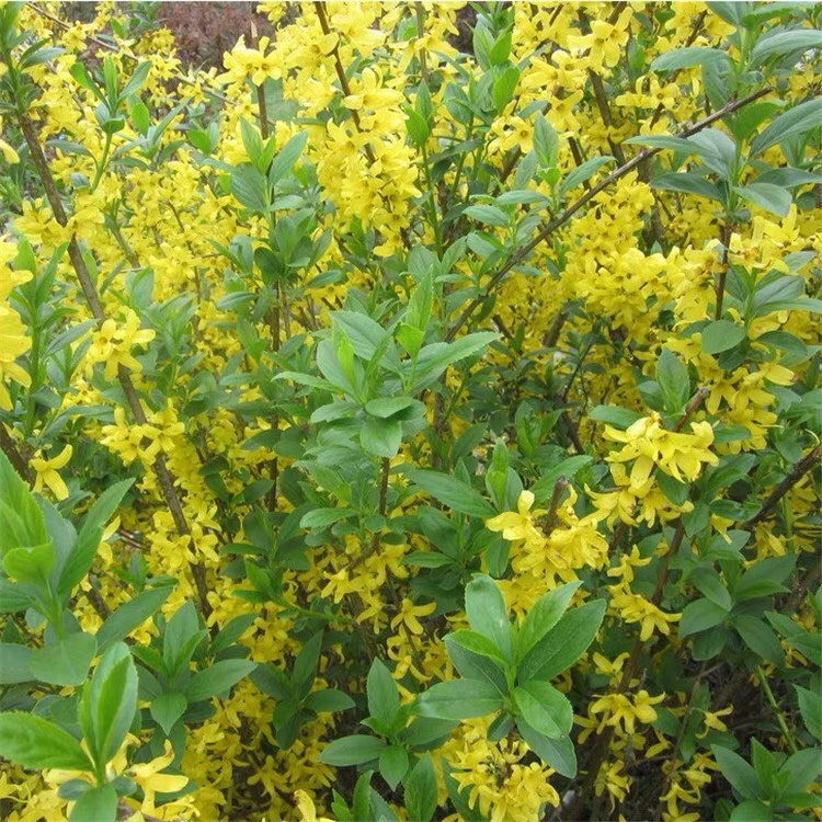庭院绿化苗木攀缘花卉连翘花连翘苗东北连翘黄花条黄金条树苗
