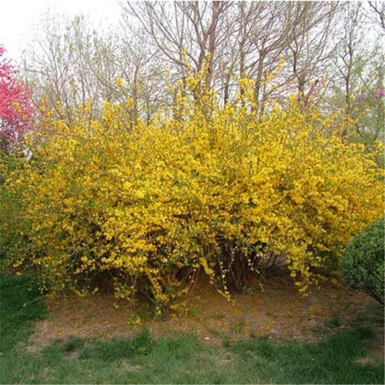 庭院绿化苗木攀缘花卉连翘花连翘苗东北连翘黄花条黄金条树苗