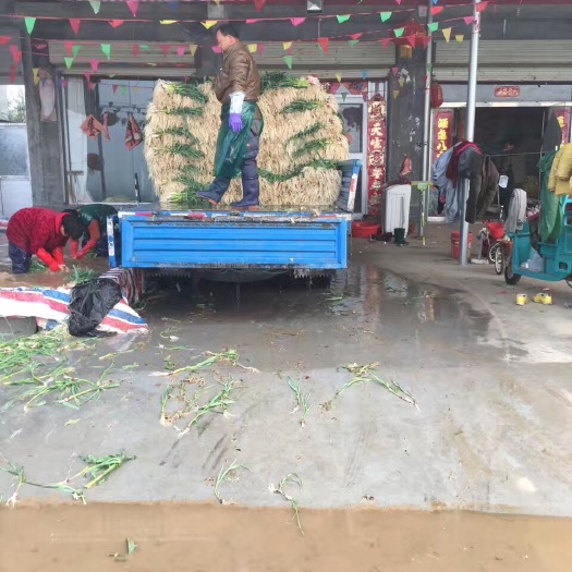沛县 百万亩红根蒜苗基地