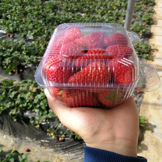 北京红颜草莓  红枣草莓，超市、社区、商场（可议价、量大从优）