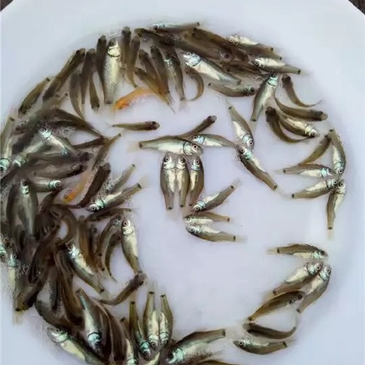 草鱼苗 统货