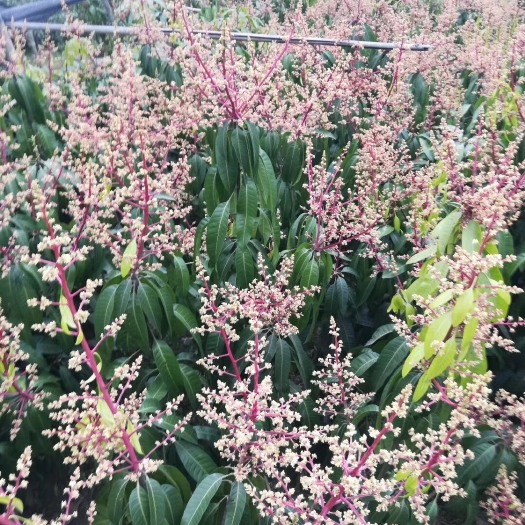 灵山县金煌芒果苗