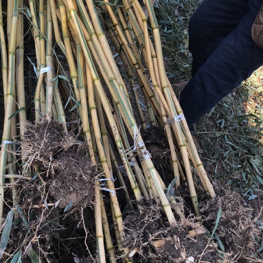 沭阳县紫竹