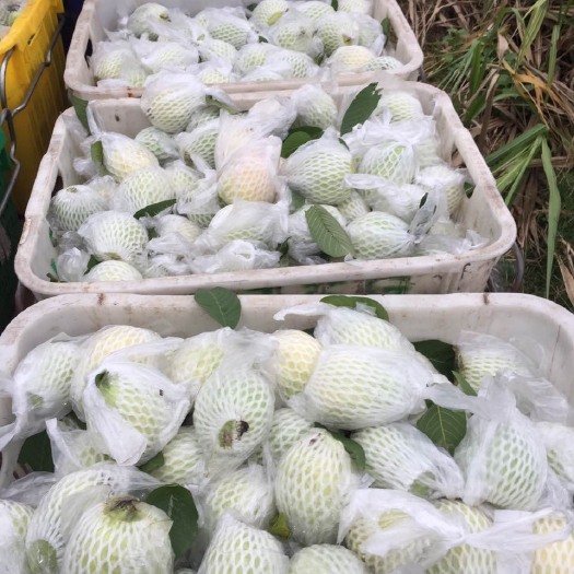 广州白心番石榴芭乐批发