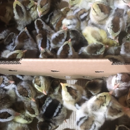 南宁彩凤鸡苗 统货
