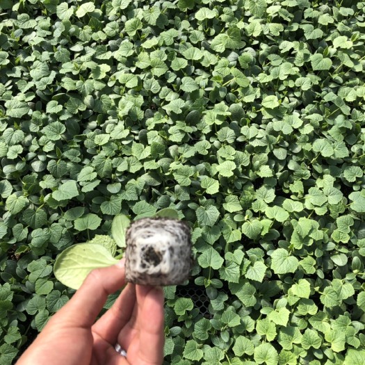 绥中县黄瓜种苗 