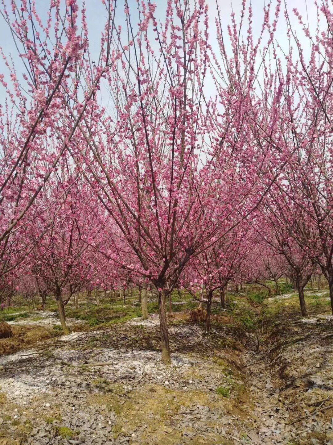 红梅  ，美人梅，榆叶梅，腊梅基地，欢迎到梅花基地来参观考察