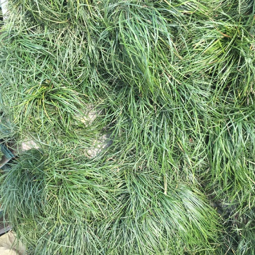 常州麦冬草  细叶麦冬