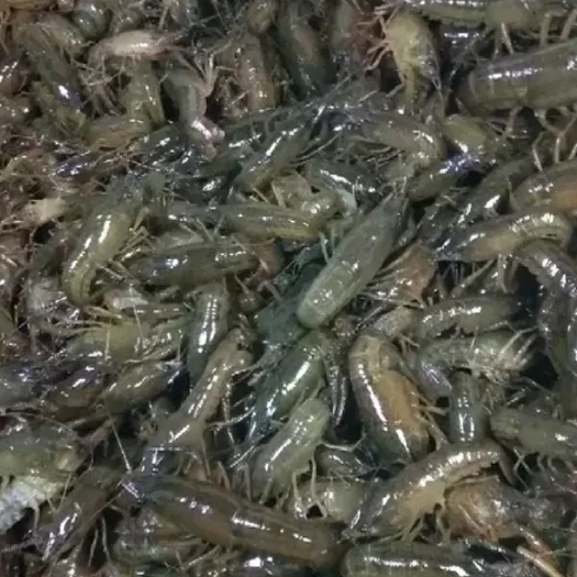 监利市小龙虾苗