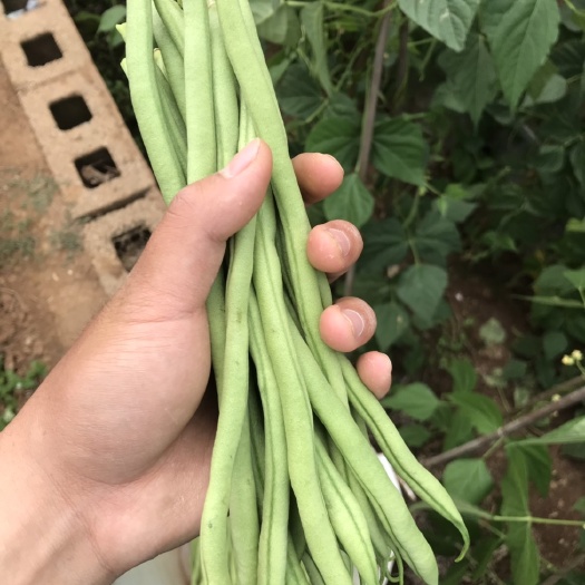 保山无筋豆角 70cm以上 