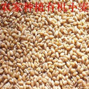 无棣县普通小麦 