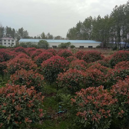 沭阳县红叶石楠球庭院绿化苗木南北方种植
