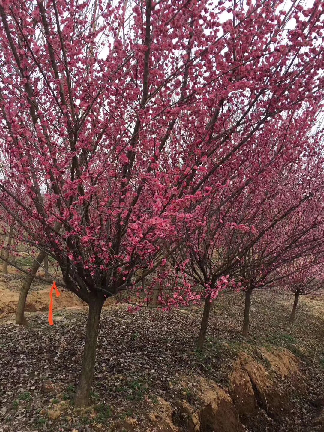 红梅  ，美人梅，榆叶梅，腊梅基地，欢迎到梅花基地来参观考察