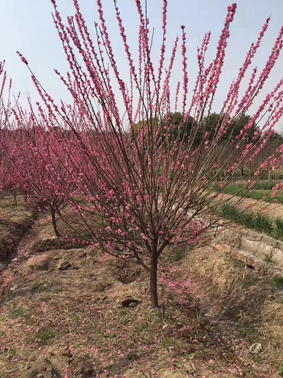 红梅  ，美人梅，榆叶梅，腊梅基地，欢迎到梅花基地来参观考察