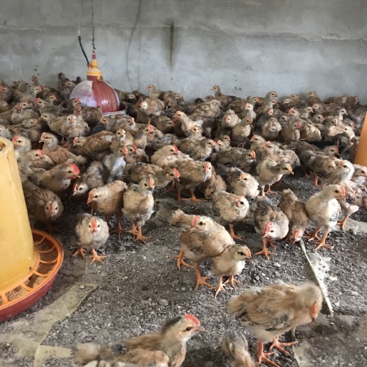 南宁灵山土鸡 脱温苗 4/5两左右