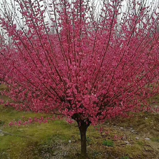 红梅  ，美人梅，榆叶梅，腊梅基地，欢迎到梅花基地来参观考察