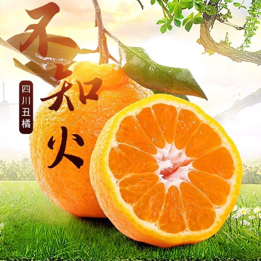 蒲江县不知火 ＞8cm 5两以上 