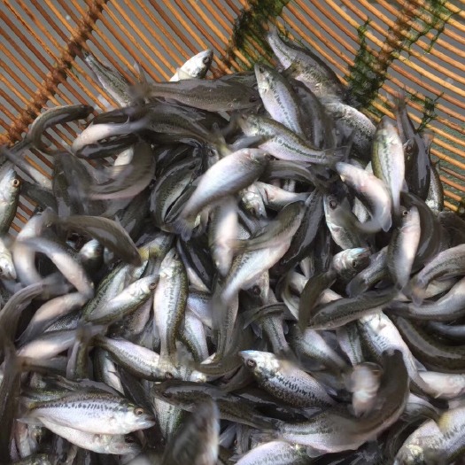 眉山草鱼苗 