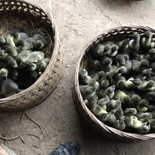 博白县狮头鹅苗  黑狮大种鹅，90天成年鹅13-16斤老鹅可达20