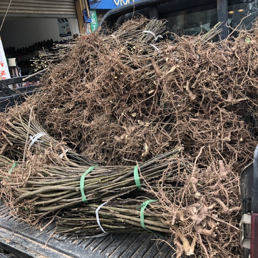 吴茱萸苗 中花大苗粗壮20万株2证1签