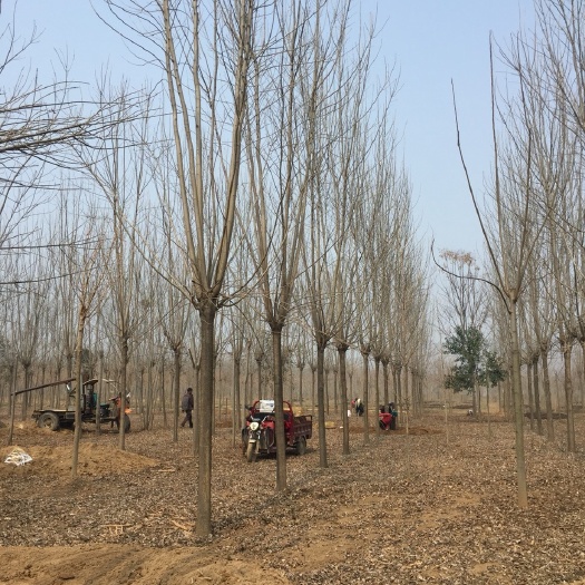 邳州市速生白蜡 14一16公分白腊