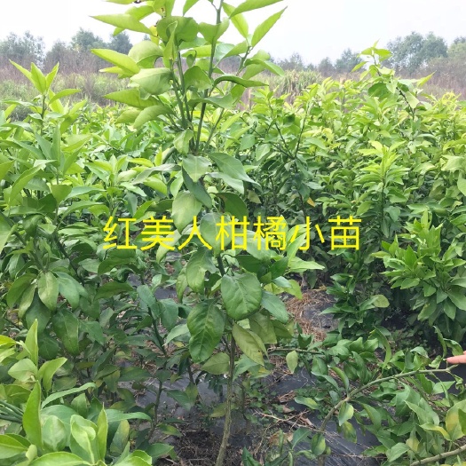 武汉红美人柑桔苗 0.35~0.5米 嫁接苗 