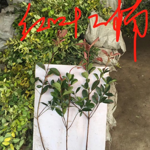 沭阳县普通红叶石楠 树苗 四季常青庭院绿化苗木 树苗红罗宾篱笆苗