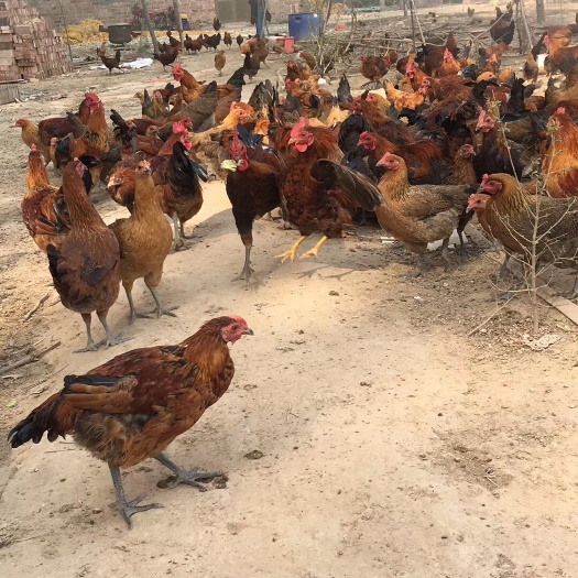 清河县笨鸡蛋 散装 食用 