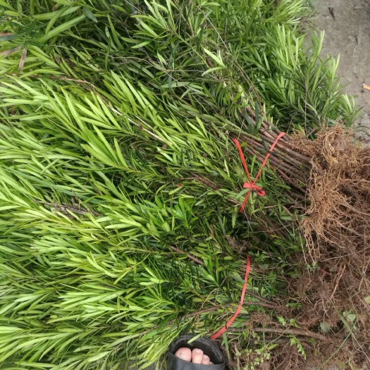小叶罗汉松  低价出售
