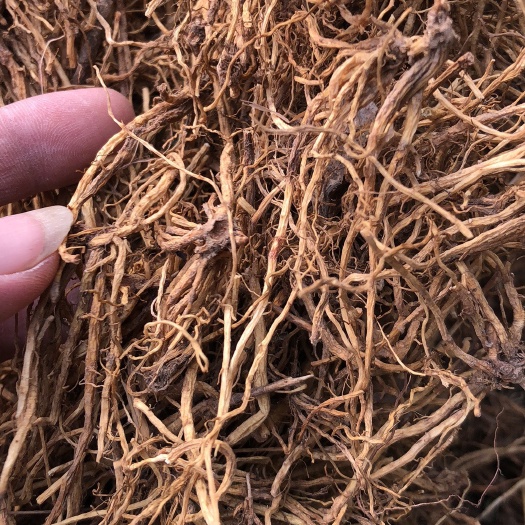 玉林龙胆 北龙胆草，南龙胆草常