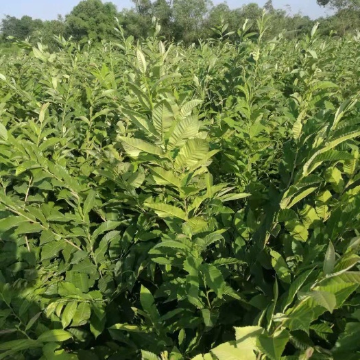 重庆市毛板红板栗苗 1.5~2米 嫁接苗 