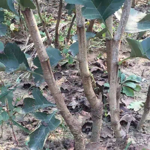 泰安大五棱山楂苗